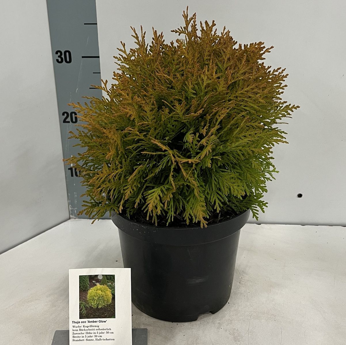 bananenbaum zimmerpflanze kaufen Musa Dwarf Cavendish Bananenpflanze XL – vielgrün
