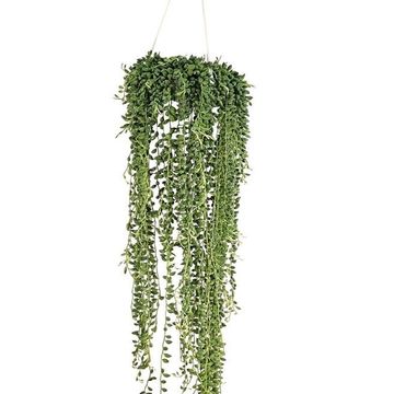 Senecio rowleyanus