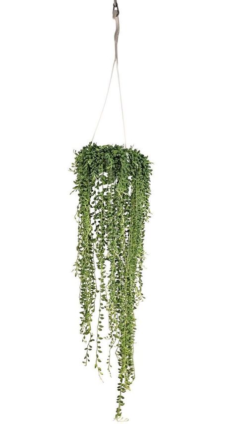 Senecio rowleyanus