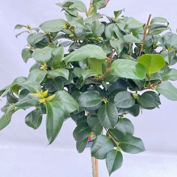 Camellia japonica 'Lady Campbell'