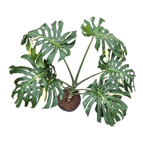 Monstera 'Thai Constellation'