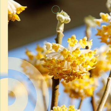 Edgeworthia chrysantha 'Grandiflora'
