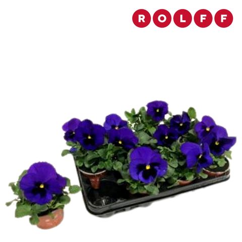 Виола EVO BLUE BLOTCH