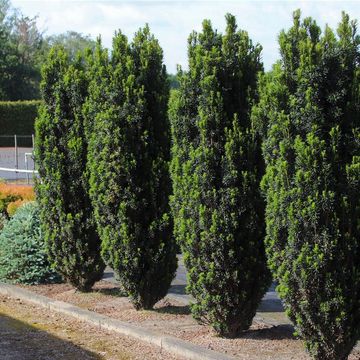 Taxus baccata 'Black Tower'