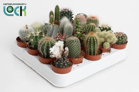 Kaktus MIX