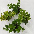 Hedera helix MIX