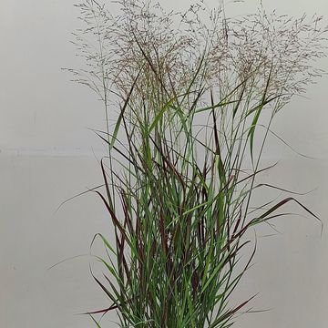 Panicum virgatum 'Squaw'