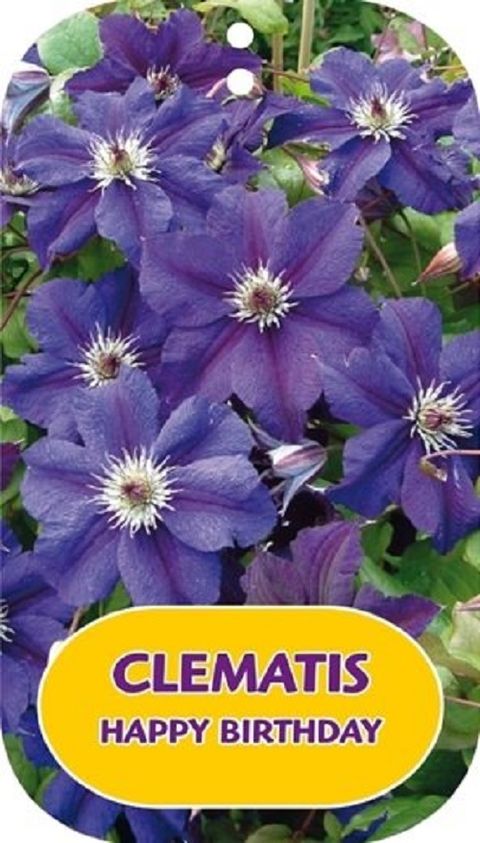 Clematis HAPPY BIRTHDAY (LL)