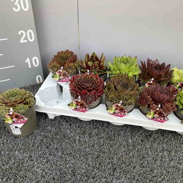 Sempervivum MIX