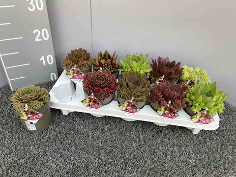 Sempervivum MIX