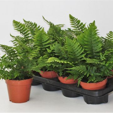 Dryopteris atrata