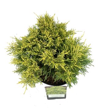 Juniperus x pfitzeriana 'Golden Joy'