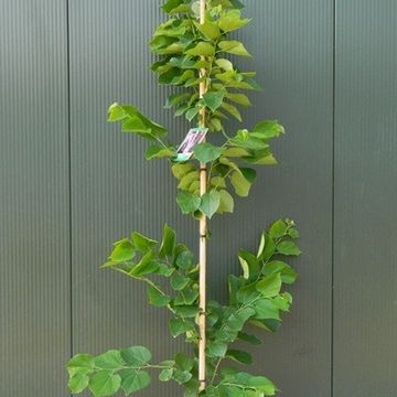 Cercis chinensis 'Avondale'