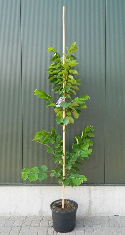 Cercis chinensis 'Avondale'