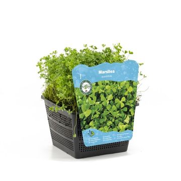 Marsilea quadrifolia