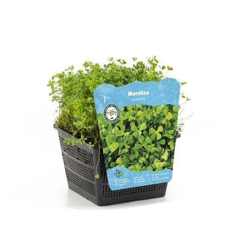 Marsilea quadrifolia