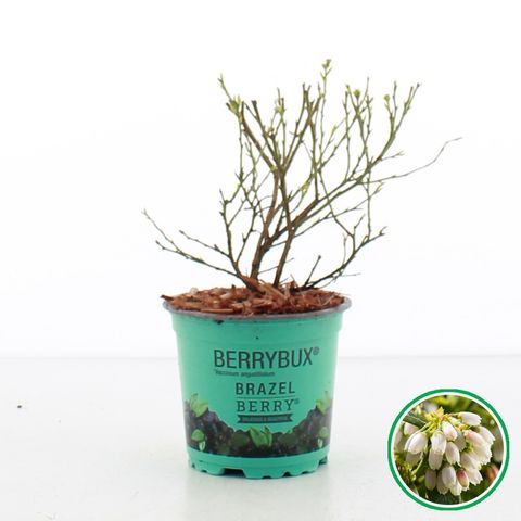 Vaccinium BERRYBUX