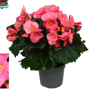 Begonia 'Pink Ribbon'