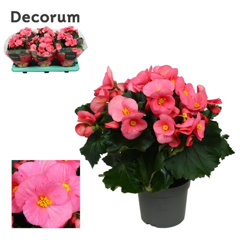 Begonia 'Pink Ribbon'