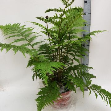 Cyathea cooperi