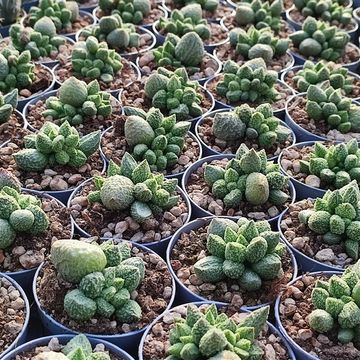 Adromischus marianae herrei