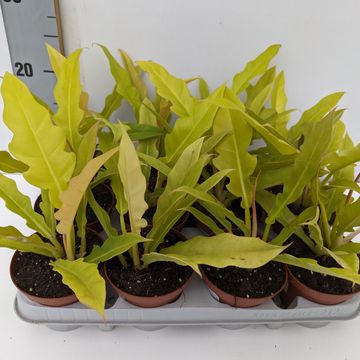 Filodendron 'Yellow Saw'