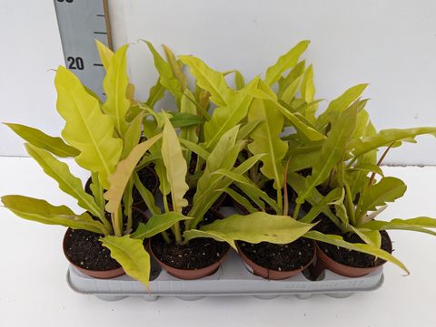 Philodendron 'Yellow Saw' — Plant Wholesale FlorAccess