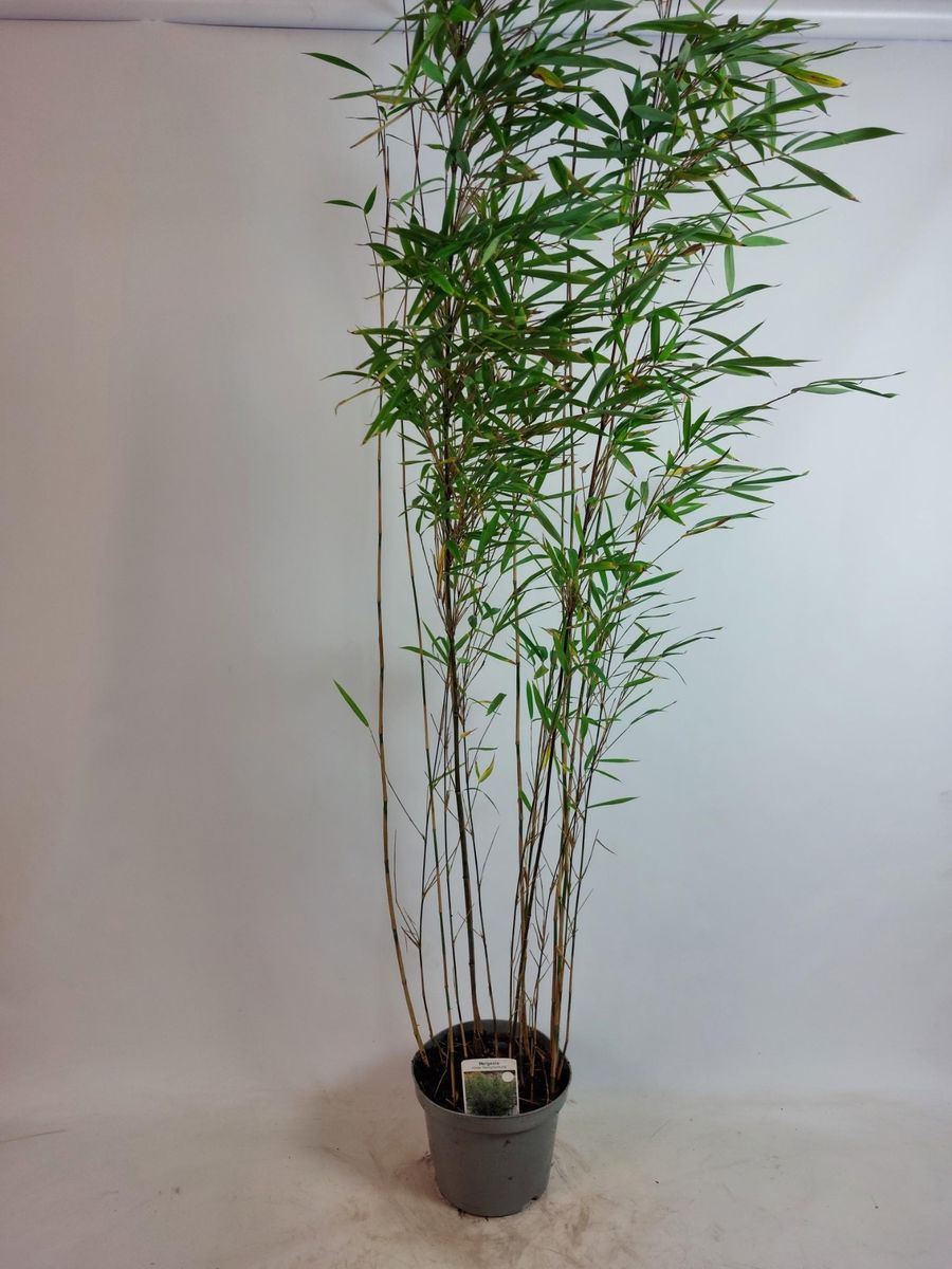 Fargesia nitida 'Nymphenburg'  Plant Wholesale FlorAccess