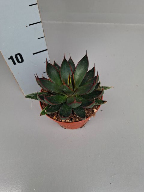 Agave x Mangave 'Praying Hands'