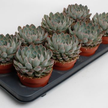 Echeveria 'Pelusida'