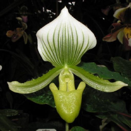 Paphiopedilum Maudiae 'Bankhouse'