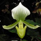 Paphiopedilum Maudiae 'Bankhouse'