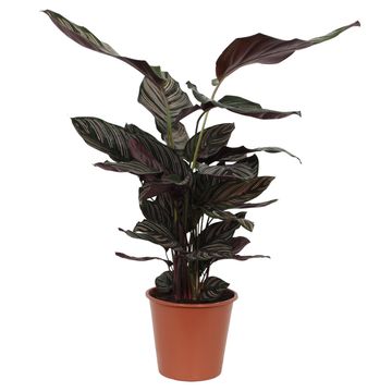 Calathea ornata