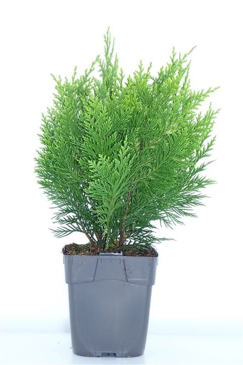 Chamaecyparis lawsoniana 'Ivonne'
