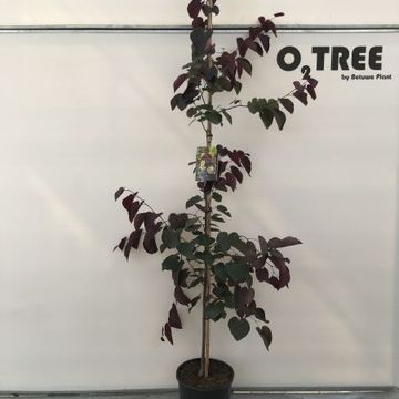 Cercis canadensis 'Merlot'