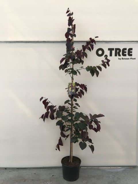 Cercis canadensis 'Merlot'