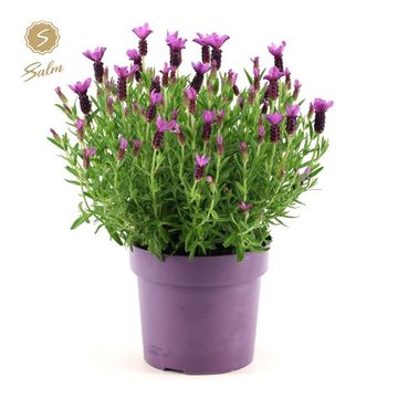 Lavandula stoechas 'Anouk'