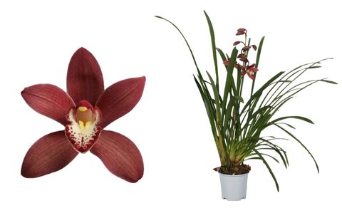 Cymbidium PEARL FLOR