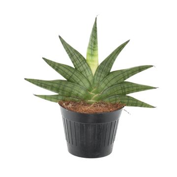 Sansevieria 'Helios'