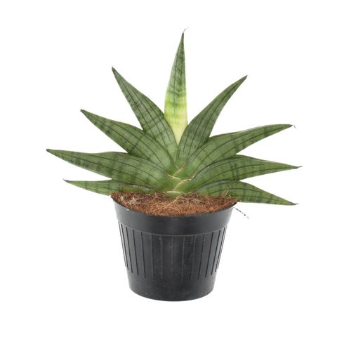 Sansevieria 'Helios'