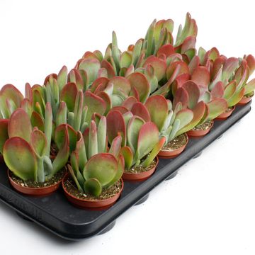 Kalanchoe thyrsiflora 'Oricula'