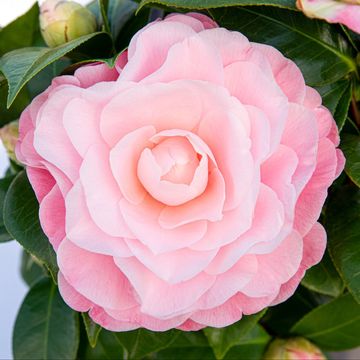 Camellia japonica 'Nuccio's Cameo'