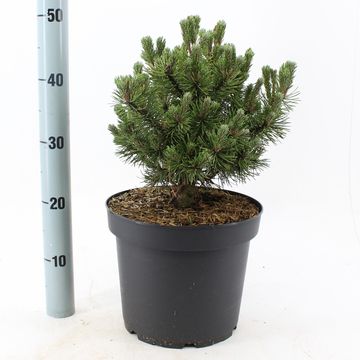 Pinus mugo 'Мопс'