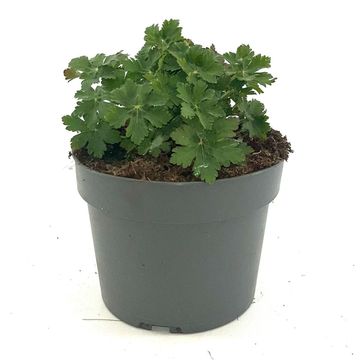 Geranium macrorrhizum 'Ingwersen's Variety'