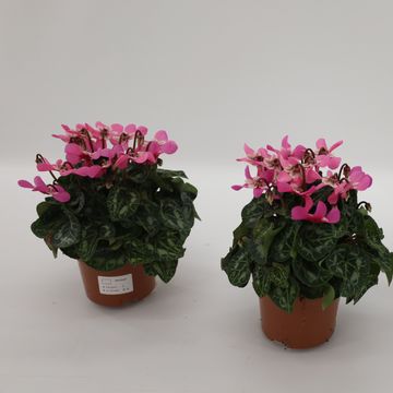 Cyclamen persicum SUPER SERIE DJIX DARK SALMON