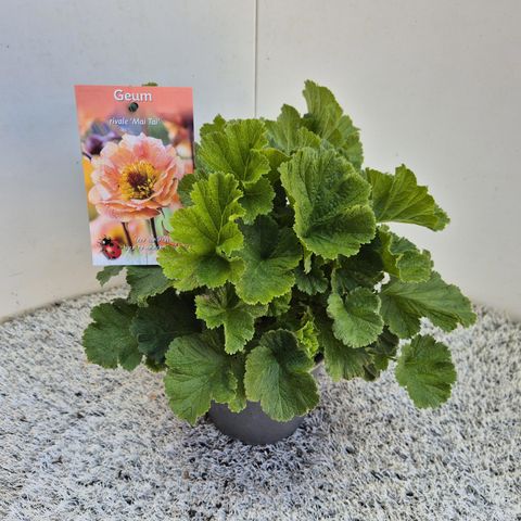 Geum rivale 'Mai Tai'