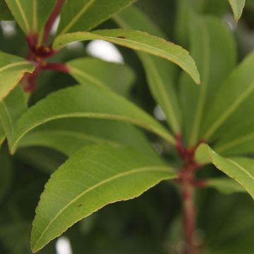 Pieris japonica 'Red Mountain'