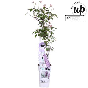 Clematis montana 'Fincent'