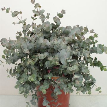Eucalyptus gunnii 'Fresh Louis'