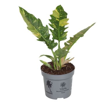 Philodendron 'Ring of Fire'